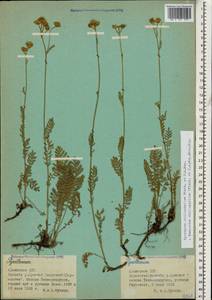 Tanacetum aureum (Lam.) Greuter, M. V. Agab. & Wagenitz, Caucasus, Armenia (K5) (Armenia)