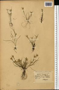 Eremopyrum triticeum (Gaertn.) Nevski, Eastern Europe, Moscow region (E4a) (Russia)