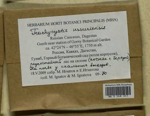 Trachycystis ussuriensis (Regel & Maack) T.J. Kop., Bryophytes, Bryophytes - North Caucasus & Ciscaucasia (B12) (Russia)