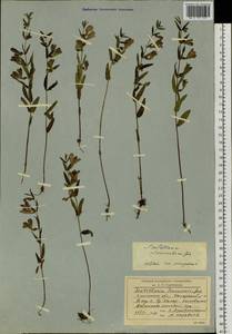 Scutellaria regeliana var. ikonnikovii (Juz.) C.Y.Wu & H.W.Li, Siberia, Baikal & Transbaikal region (S4) (Russia)
