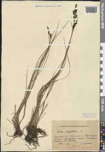Carex cespitosa L., Eastern Europe, Central forest-and-steppe region (E6) (Russia)