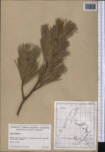 Pinus strobus L., America (AMER) (Canada)