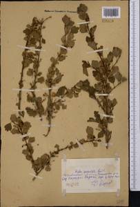 Ribes saxatile Pall., Middle Asia, Northern & Central Kazakhstan (M10) (Kazakhstan)