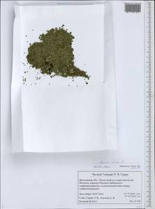 Lemna minor L., Eastern Europe, Central forest region (E5) (Russia)