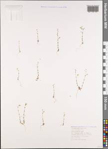 Arenaria leptoclados (Rchb.) Guss., Caucasus, Black Sea Shore (from Novorossiysk to Adler) (K3) (Russia)