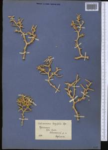 Halimocnemis longifolia Bunge, Middle Asia, Syr-Darian deserts & Kyzylkum (M7) (Uzbekistan)