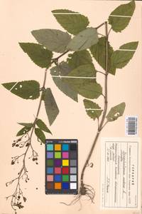 Scrophularia nodosa L., Eastern Europe, Moscow region (E4a) (Russia)