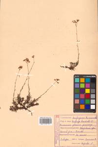 Saxifraga bronchialis L., Siberia, Russian Far East (S6) (Russia)