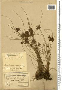 Cyperus flavidus Retz., Caucasus, Azerbaijan (K6) (Azerbaijan)