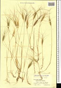 Taeniatherum caput-medusae (L.) Nevski, Crimea (KRYM) (Russia)