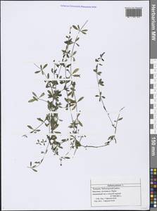 Galium palustre L., Eastern Europe, Middle Volga region (E8) (Russia)