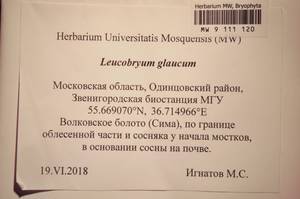 MW 9 111 120, Leucobryum glaucum (Hedw.) Ångstr., Bryophytes, Bryophytes - Moscow City & Moscow Oblast (B6a) (Russia)