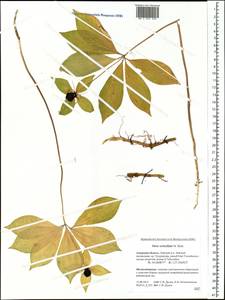 Paris verticillata M.Bieb., Siberia, Russian Far East (S6) (Russia)