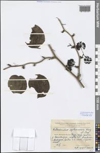 Smilax seisuiensis (Hayata) P.Li & C.X.Fu, South Asia, South Asia (Asia outside ex-Soviet states and Mongolia) (ASIA) (China)