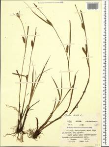 Carex hirta L., Caucasus, North Ossetia, Ingushetia & Chechnya (K1c) (Russia)