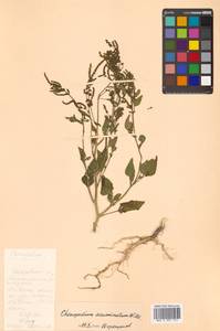 Chenopodium acuminatum Willd., Siberia, Russian Far East (S6) (Russia)