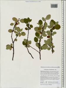 Cotoneaster integerrimus Medik., Eastern Europe, Northern region (E1) (Russia)