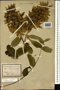Ailanthus altissima (Miller) Swingle, Caucasus, Georgia (K4) (Georgia)