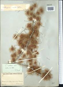 Calligonum setosum (Litv.) Litv., Middle Asia, Karakum (M6) (Turkmenistan)