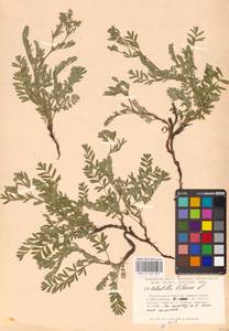 Sibbaldianthe bifurca (L.) Kurtto & T. Erikss., Eastern Europe, Lower Volga region (E9) (Russia)