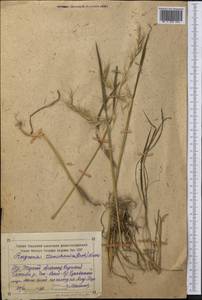 Elymus uralensis (Nevski) Tzvelev, Middle Asia, Northern & Central Tian Shan (M4) (Kyrgyzstan)