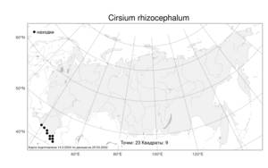 Cirsium rhizocephalum C. A. Mey., Atlas of the Russian Flora (FLORUS) (Russia)