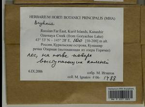 Bryhnia, Bryophytes, Bryophytes - Russian Far East (excl. Chukotka & Kamchatka) (B20) (Russia)