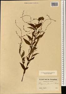 Persicaria salicifolia (Brouss. ex Willd.) Assenov, South Asia, South Asia (Asia outside ex-Soviet states and Mongolia) (ASIA) (Japan)