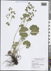 Alchemilla breviloba H.Lindb., Eastern Europe, Middle Volga region (E8) (Russia)