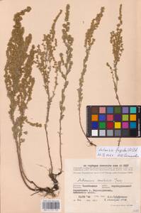 Artemisia frigida Willd., Eastern Europe, Eastern region (E10) (Russia)