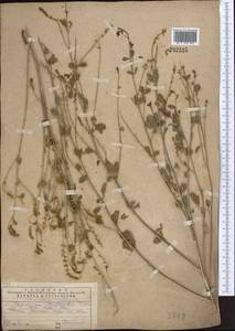 Glycyrrhiza triphylla Fisch. & C.A.Mey., Middle Asia, Western Tian Shan & Karatau (M3) (Kazakhstan)