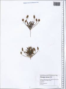 Plantago minuta Pall., Middle Asia, Caspian Ustyurt & Northern Aralia (M8) (Kazakhstan)