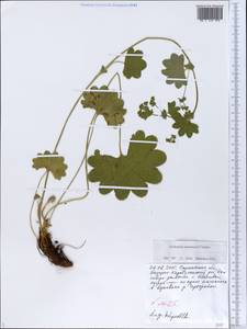 Alchemilla mininzonii Czkalov, Eastern Europe, Lower Volga region (E9) (Russia)