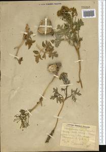 Leontice leontopetalum subsp. ewersmannii (Bunge) Coode, Middle Asia, Pamir & Pamiro-Alai (M2)