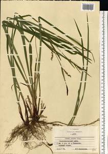 Carex pilosa Scop., Eastern Europe, Moscow region (E4a) (Russia)