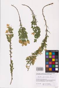 Genista germanica L., Eastern Europe, North Ukrainian region (E11) (Ukraine)