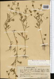 Ranunculus arvensis L., Middle Asia, Western Tian Shan & Karatau (M3) (Kazakhstan)