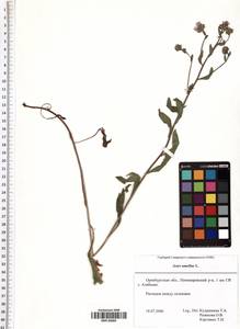 Aster amellus L., Eastern Europe, Eastern region (E10) (Russia)