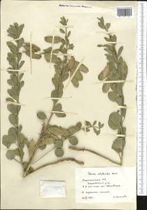 Cleome coluteoides Boiss., Middle Asia, Kopet Dag, Badkhyz, Small & Great Balkhan (M1) (Turkmenistan)