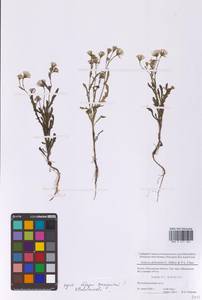 Senecio dubitabilis C.Jeffrey & Y.L.Chen, Eastern Europe, Moscow region (E4a) (Russia)