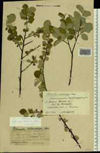 Cotoneaster alaunicus Golitsin, Eastern Europe, Moscow region (E4a) (Russia)