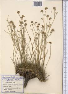Gypsophila capituliflora Rupr., Middle Asia, Pamir & Pamiro-Alai (M2) (Tajikistan)