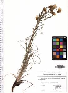 Tragopogon podolicus Besser ex DC., Eastern Europe, Eastern region (E10) (Russia)
