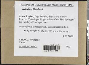 Helodium blandowii (F. Weber & D. Mohr) Warnst., Bryophytes, Bryophytes - Russian Far East (excl. Chukotka & Kamchatka) (B20) (Russia)