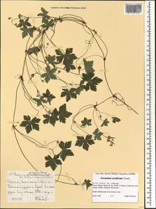 Geranium arabicum Forssk., Africa (AFR) (Ethiopia)
