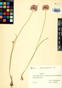 Allium schoenoprasum L., Siberia, Baikal & Transbaikal region (S4) (Russia)