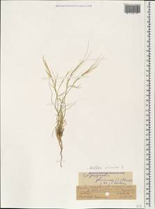 Stipagrostis plumosa (L.) Munro ex T.Anderson, Caucasus, Stavropol Krai, Karachay-Cherkessia & Kabardino-Balkaria (K1b) (Russia)