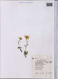 Arnica griscomii subsp. frigida (Iljin) S. J. Wolf, America (AMER) (Canada)