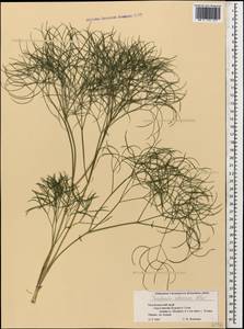 Peucedanum longifolium Waldst. & Kit., Caucasus, Krasnodar Krai & Adygea (K1a) (Russia)