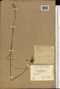 Allium oleraceum L., Eastern Europe, North Ukrainian region (E11) (Ukraine)
